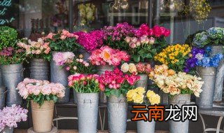 夜来香有什么风水禁忌 夜来香的风水禁忌