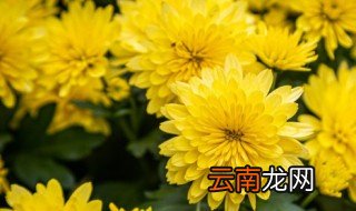 菊花苗怎么栽 菊花苗怎么种才不死