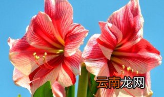 朱顶红的四大摆放禁忌 朱顶红摆放的注意事项