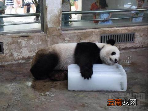 我的命是这冰块给的什么梗 我的命是这冰块给的表情包分享