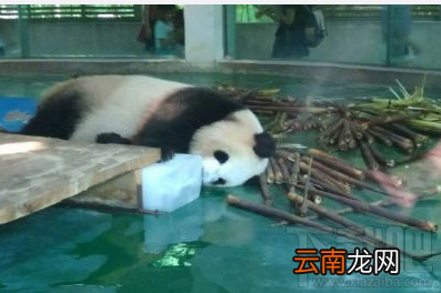 我的命是这冰块给的什么梗 我的命是这冰块给的表情包分享