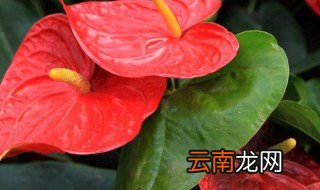 火鹤花的禁忌 火鹤花的注意事项有哪些