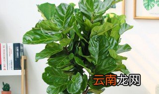 琴叶榕摆放禁忌 琴叶榕摆放禁忌介绍