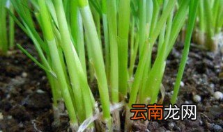 盆栽韭菜怎么种才粗壮 盆栽韭菜怎样长得粗壮
