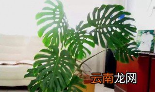 客厅风水植物有哪些 客厅风水植物有什么