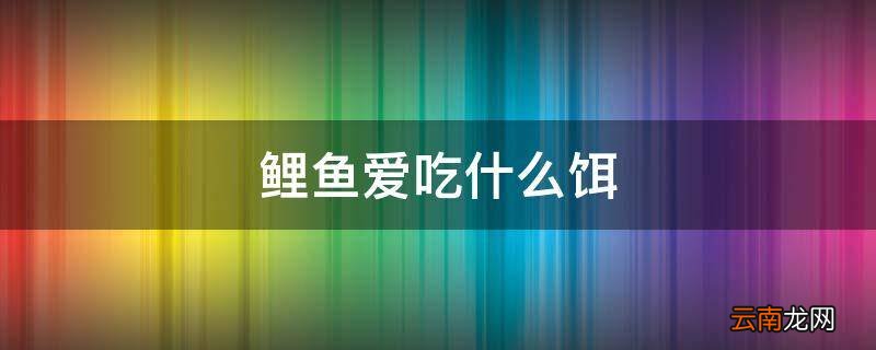 鲤鱼爱吃什么饵