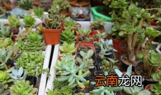 多肉植物为什么容易死 肉肉植物怎么种才不容易死