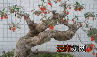 枸杞盆景种植办法是什么 枸杞盆景种植办法简单介绍
