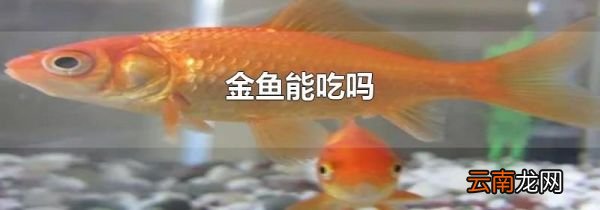 金鱼能吃吗
