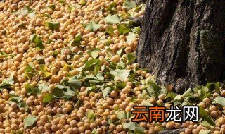 公孙树银杏树的果子叫什么 公孙树银杏树的果子一般称为白果