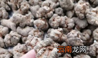 三七怎么种才容易活 三七根能种活吗