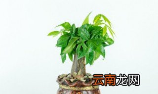 室内不能摆放哪些植物 不能摆放在室内的植物
