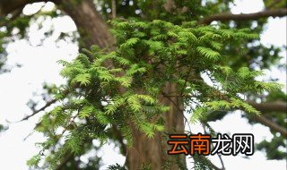 香榧子是什么树的果实 香榧简介