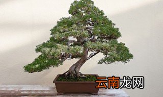盆景造型禁忌 盆景造型禁忌有哪些