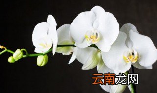 家庭养花技巧与禁忌解读 家庭养花技巧有哪些