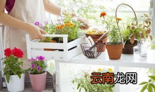 办公室盆景风水及其禁忌介绍 办公室盆景风水及其禁忌有什么