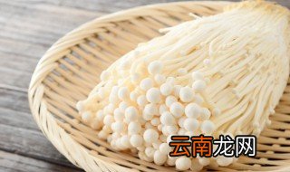 金针菇长在哪里 金针菇长在哪里的图片