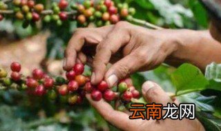 咖啡长在哪里? 咖啡豆长在哪里