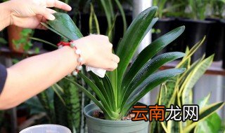 君子兰如何浇水，夏天君子兰如何浇水
