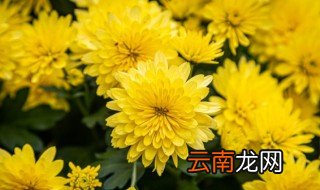 菊花生长在哪里,菊花生长在哪里,有什么特点
