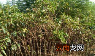 栽黄角树没什么禁忌 栽黄角树的禁忌介绍