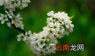 花团锦簇典故 花团锦簇典故介绍