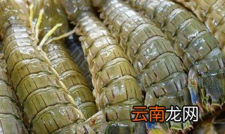 虾皮是哪里生长的 皮皮虾生长在哪里