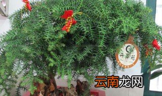 澳洲杉的摆放客厅禁忌 澳洲杉的摆放禁忌是什么