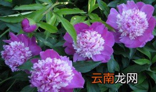 芍药的风水禁忌介绍 芍药讲究风水说明