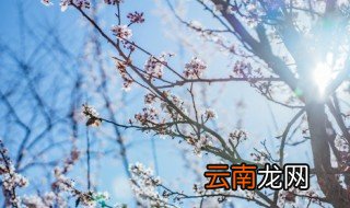 三角梅风水禁忌有哪些 三角梅风水禁忌介绍
