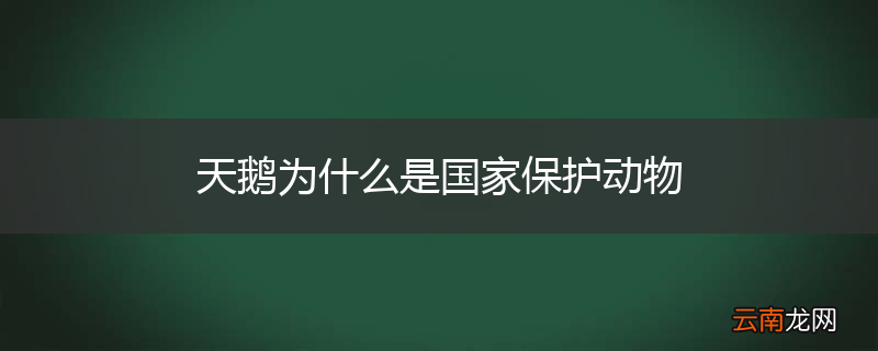 天鹅为什么是国家保护动物