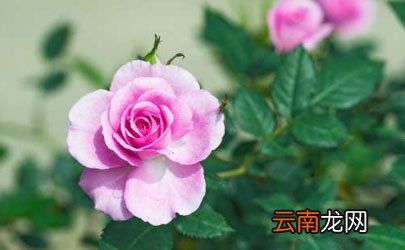 网上买的鲜花是花苞还是盛开的