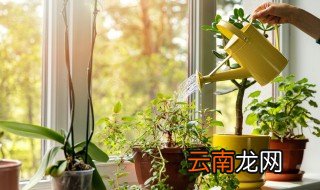 卧室植物风水禁忌 哪些植物不适合摆放在卧室