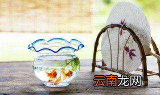 鱼饵料中脂肪有什么作用 鱼饵料中脂肪的作用