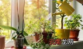 万年青摆放禁忌有哪些 万年青摆放禁忌介绍