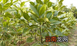 广玉兰树种植禁忌 广玉兰树种植禁忌是什么