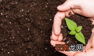 菜种子怎么种才发芽快 菜种子怎样发芽快