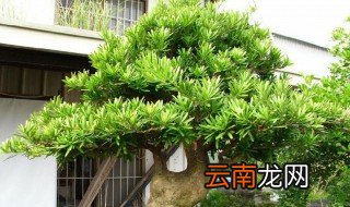 罗汉松有哪些品种 罗汉松的品种介绍