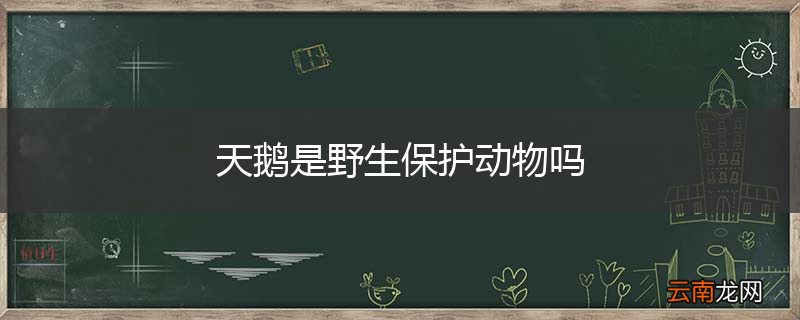 天鹅是野生保护动物吗
