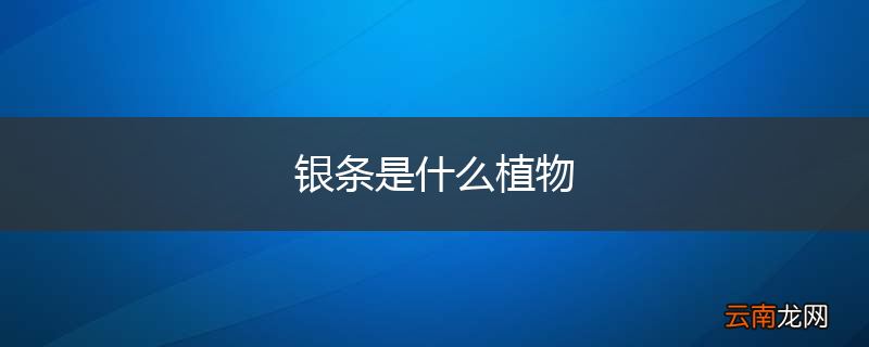 银条是什么植物