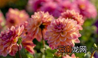 大丽花养护过程中的5大禁忌 大丽花养护过程中的5大禁忌介绍