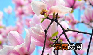 白兰花的风水作用和禁忌 白兰花的风水作用有哪些