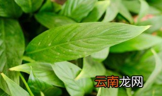 白掌的风水禁忌 白掌摆放禁忌