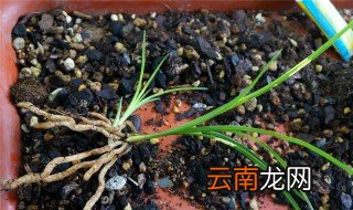兰花龙蛋怎么种才发芽6，兰花龙蛋出芽法