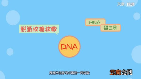 原核生物DNA在哪里 原核生物DNA