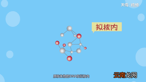 原核生物DNA在哪里 原核生物DNA