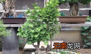 家庭银杏盆景养殖禁忌及注意事项 家庭银杏盆景养殖禁忌及注意事项是什么