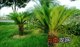 铁树的风水禁忌 养铁树有什么需要注意的