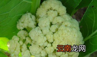 菜花是怎么长出来的 花菜长在哪里