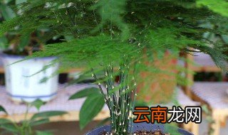 家里为什么不能养文竹 家里不能养文竹的原因